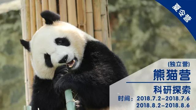 开心豆少儿英语国际青少年志愿者计划夏令营开营啦！7