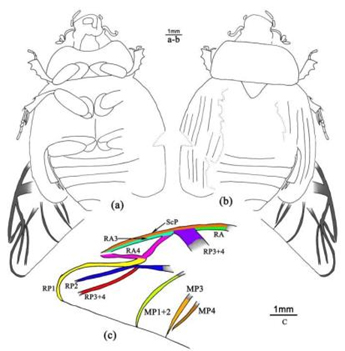 清大紫育中学生科学研究能力培养计划（四） 物种数字化分类和智能可视化识别3
